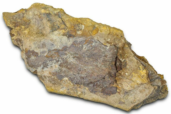 Fossil Dinosaur Bone Section - Wyoming #370983